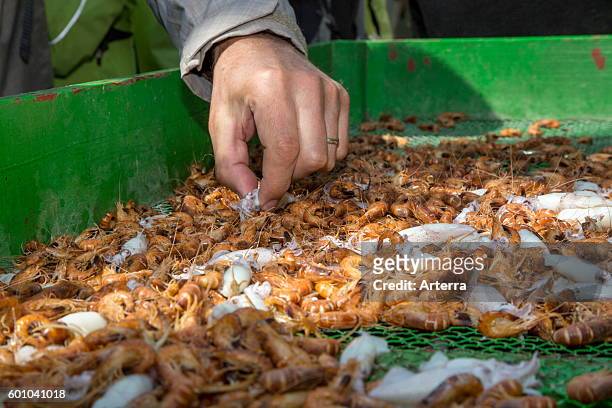 Fisherman sorting shrimps on board of shrimp boat fishing for prawns on the North Sea.