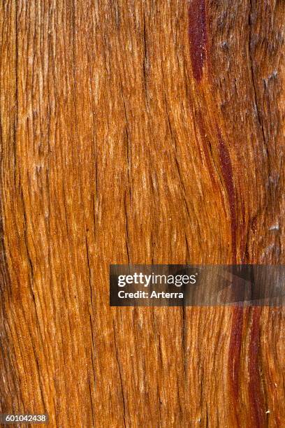 Swiss pine / Swiss stone pine / Arolla pine , close up showing wood pattern.