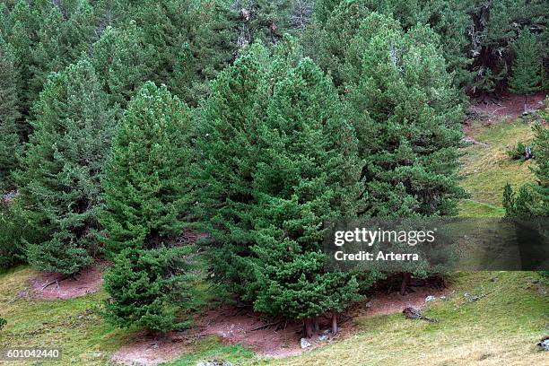 Swiss pines / Swiss stone pine / Arolla pine in the Swiss Alps, Switzerland.