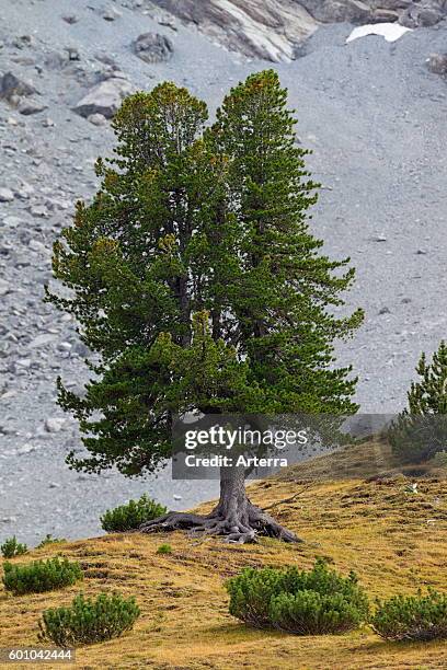 Swiss pine / Swiss stone pine / Arolla pine in the Swiss Alps, Switzerland.