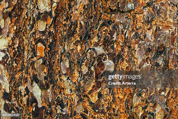 Swiss pine / Swiss stone pine / Arolla pine , close up of bark.