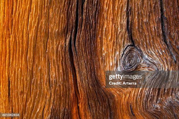 Swiss pine / Swiss stone pine / Arolla pine , close up showing wood pattern and knot.