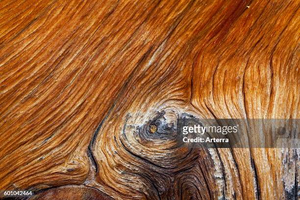 Swiss pine / Swiss stone pine / Arolla pine , close up showing wood pattern and knot.