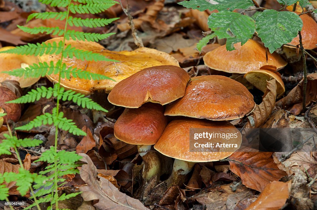 Jersey cow mushroom (Suillus bovinus)