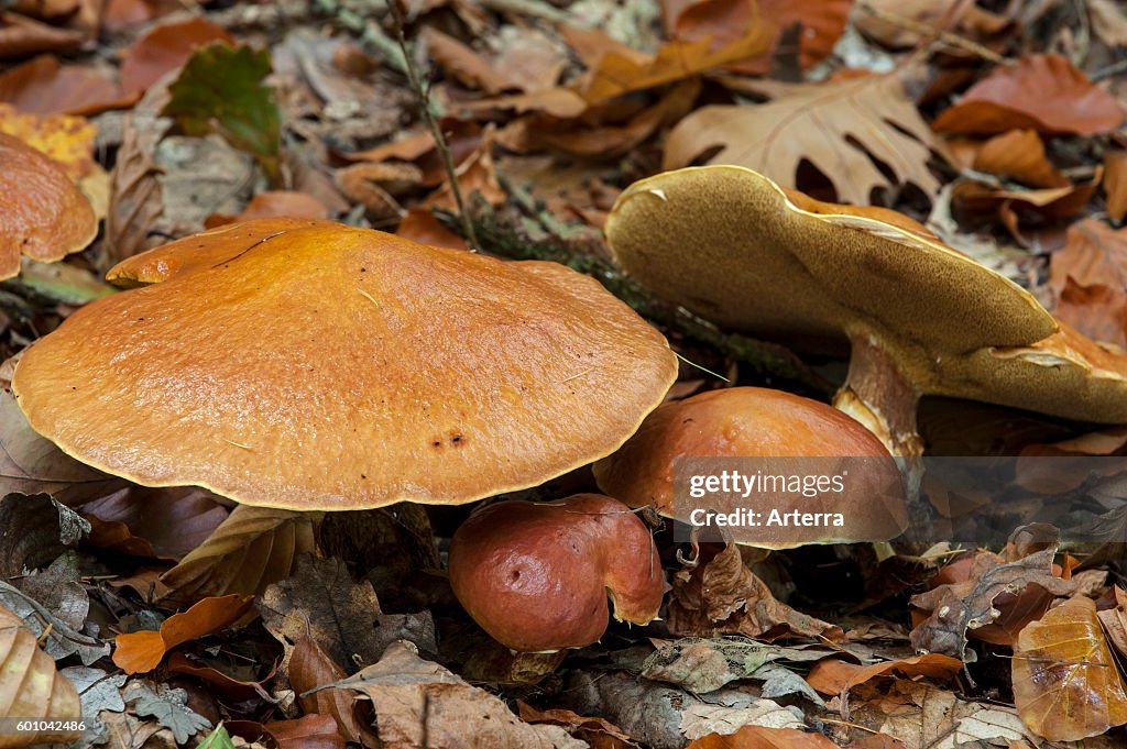Jersey cow mushroom (Suillus bovinus) showing underside
