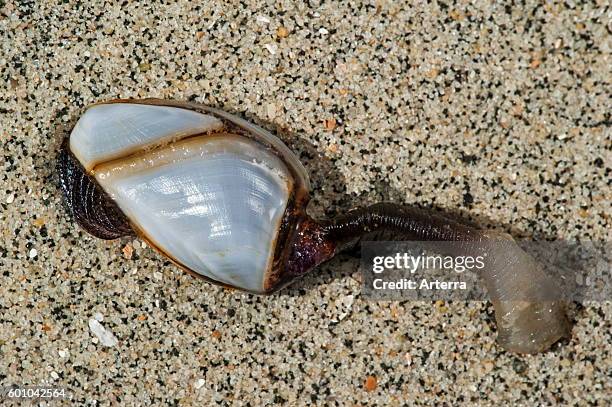 Barnicle Shellfish Pelagic Goose Barnacle