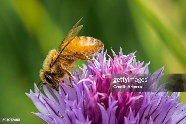 Italian Cordovan bee , subspecies of the western honey bees collecting nectar from flowering chives.