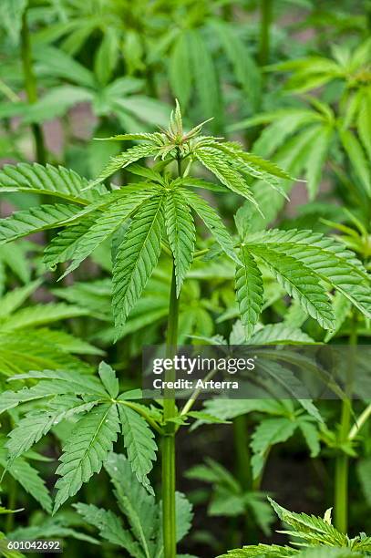 Cannabis / hemp plants growing in plantation.