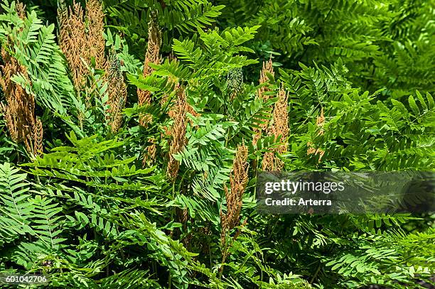 Royal fern / flowering fern showing fertile and sterile fronds in spring.