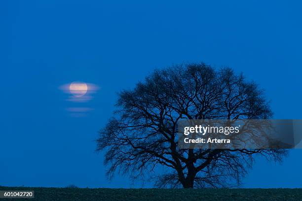 English Oak / Pendulate Oak , solitary tree in field in winter at night in moonlit rural landscape.