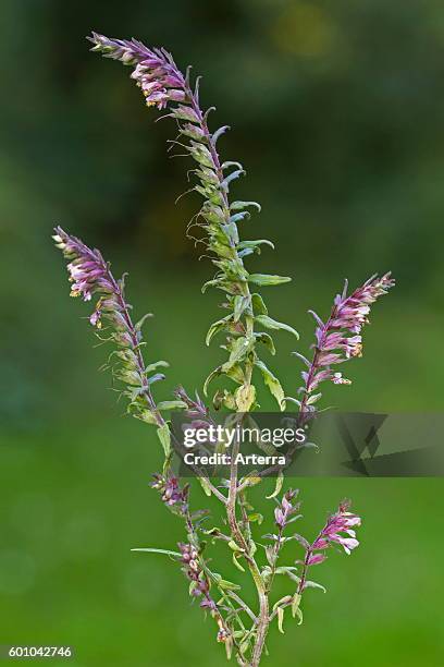 Red Bartsia in flower.