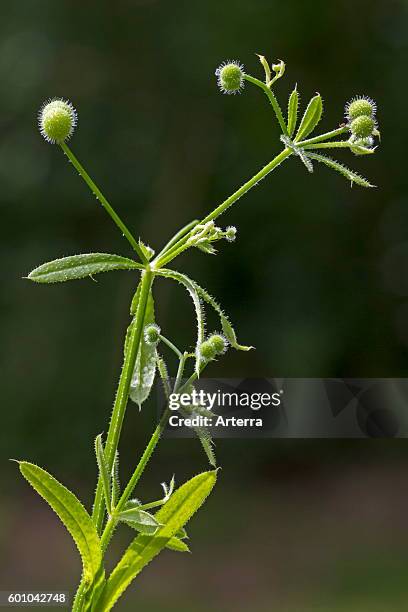 Cleavers / clivers / goosegrass / catchweed showing globular fruits / burrs.