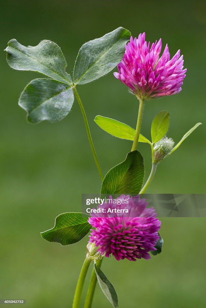 Red clover (Trifolium pratense) in flower