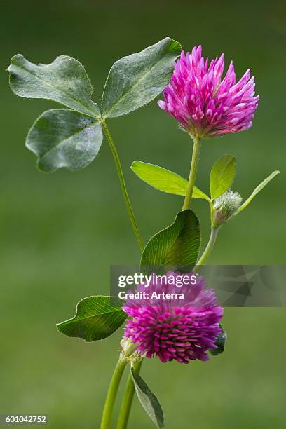 Red clover in flower.