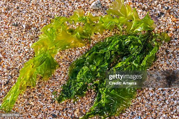Gutweed / grass kelp green alga washed ashore on rock along the coast.