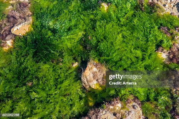 Sea lettuce and gutweed / grass kelp green algae in rock pool along coast.