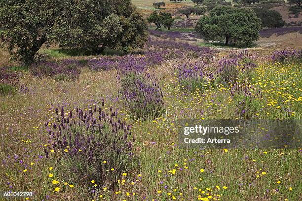 French lavender / Spanish lavender / topped lavender in flower in meadow in montado / dehesa, Alentejo, Portugal.