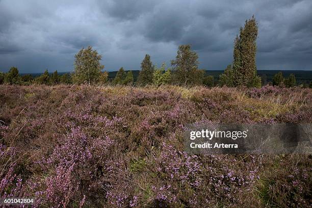 Luneburg Heath / Lunenburg Heathland showing heather/ ling , Lower Saxony, Germany.