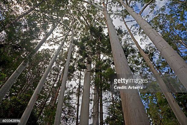 Australian white birch / crabapple / humbug trees in rainforest on Fraser Island, Queensland, Australia.