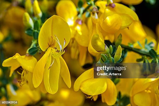 Common broom / Scotch broom / Scot's broom / English broom in flower.