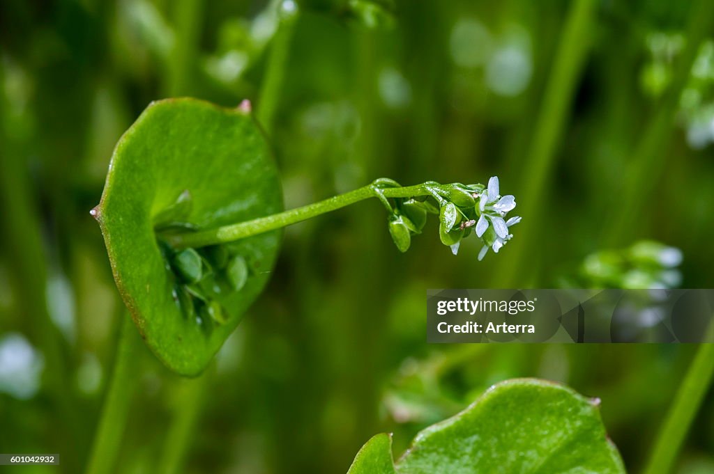 Spring beauty / miner's lettuce / winter purslane / Indian lettuce (Claytonia perfoliata / Montia perfoliata)