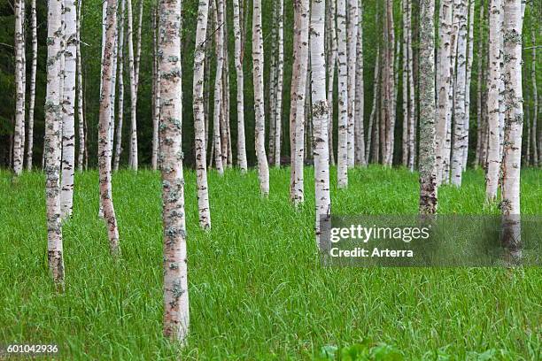 Silver birch / warty birch tree trunks of birches in deciduous forest.