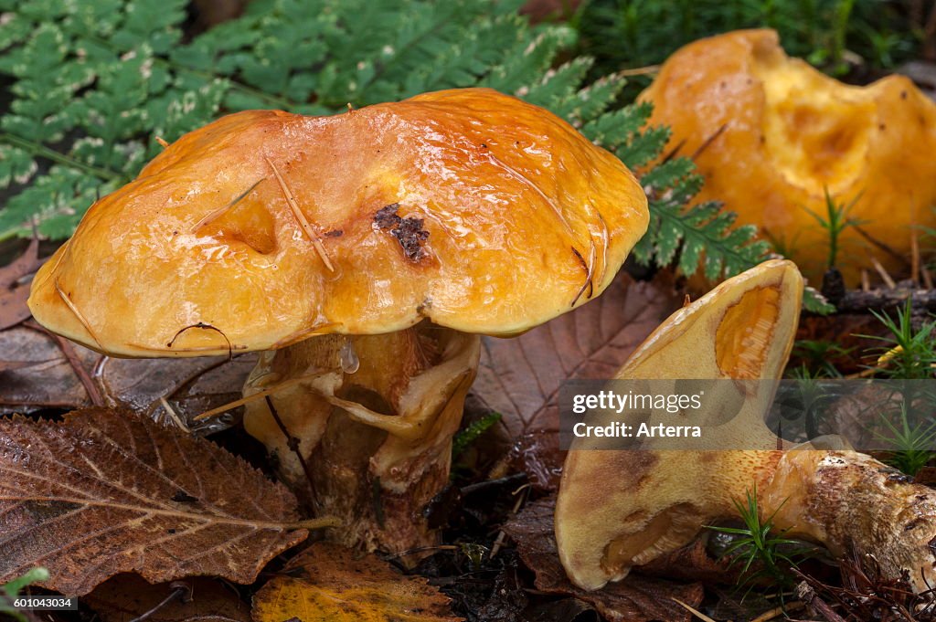 Greville's Bolete