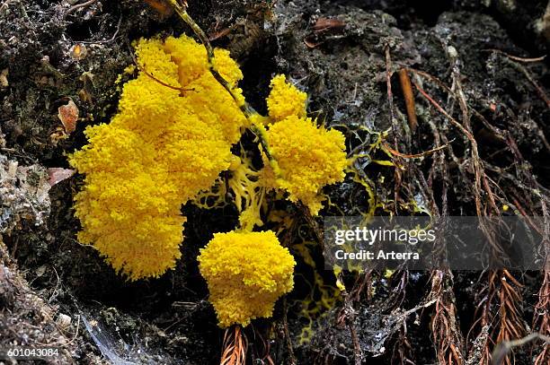 Scrambled egg slime mold / dog vomit slime mold on decaying wood.