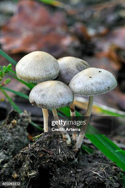 Dung roundhead / halfglobe mushroom / hemispheric stropharia .