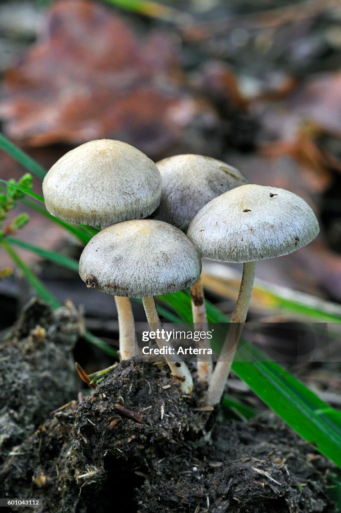Dung roundhead
