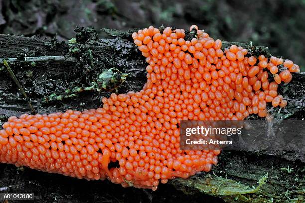 Young orange fruiting bodies of the slime mold Trichia decipiens.