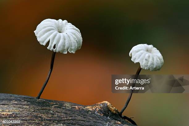 Pinwheel mushroom / Collared parachute mushrooms .