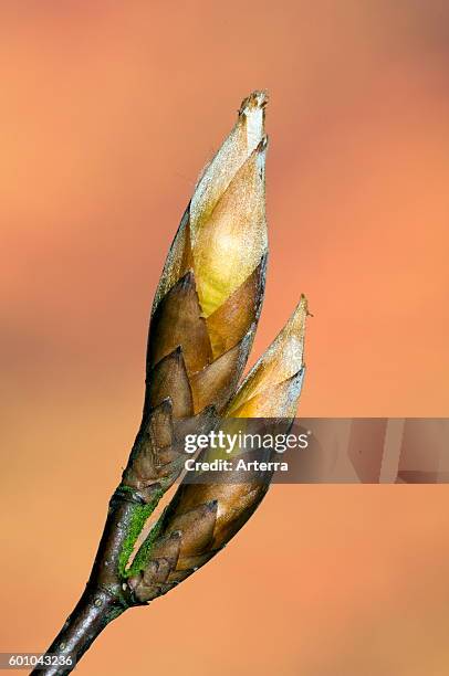 European beech / Common beech close up of twig with opening buds.