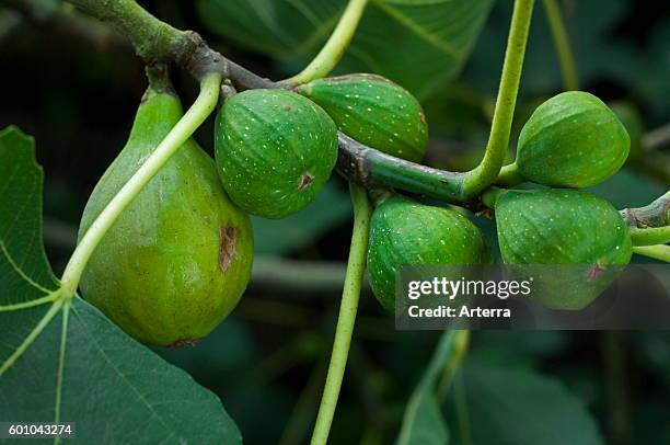 Close up of figs ripening on common fig tree .