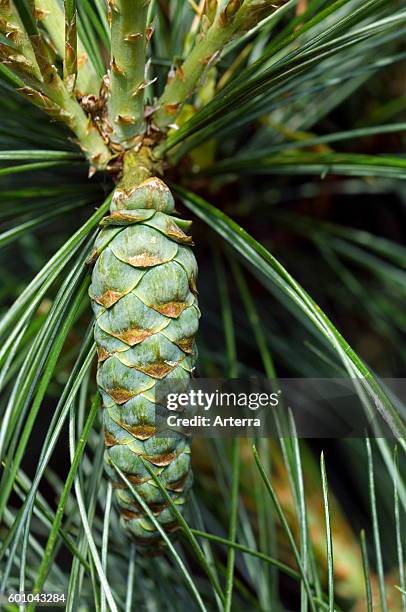 Eastern white pine / northern white pine, Weymouth pine / soft pine showing developing cone native to eastern North America.