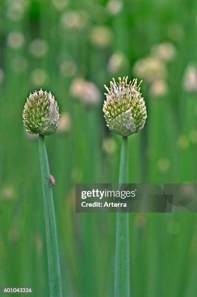 Welsh onion / Japanese bunching onion .