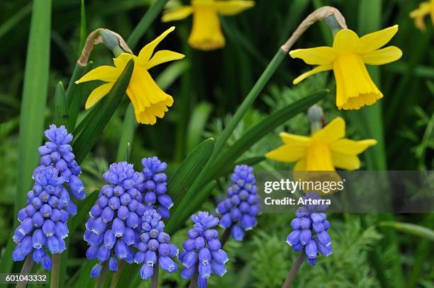 Common grape hyacinths and daffodils in flower in garden.