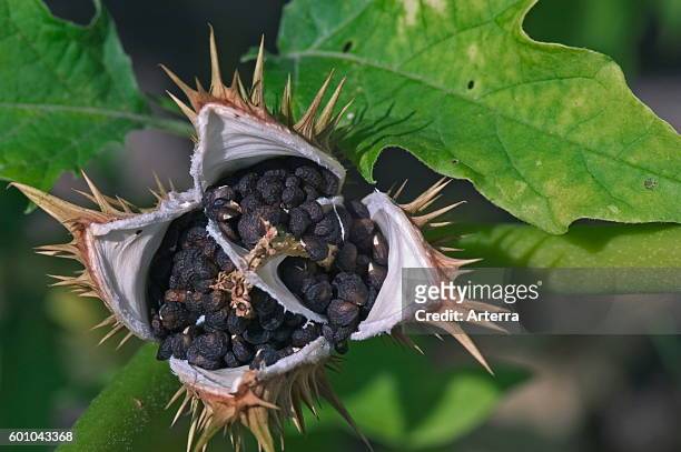 Jimson weed / Devil's snare / datura / thornapple open seed capsule covered in spines showing black seeds.