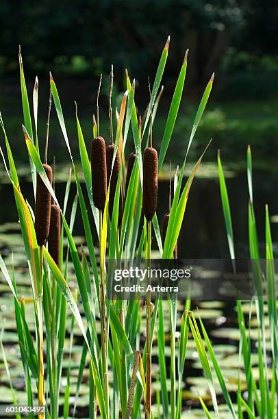 Broadleaf cattail / Common Bulrush along pond.