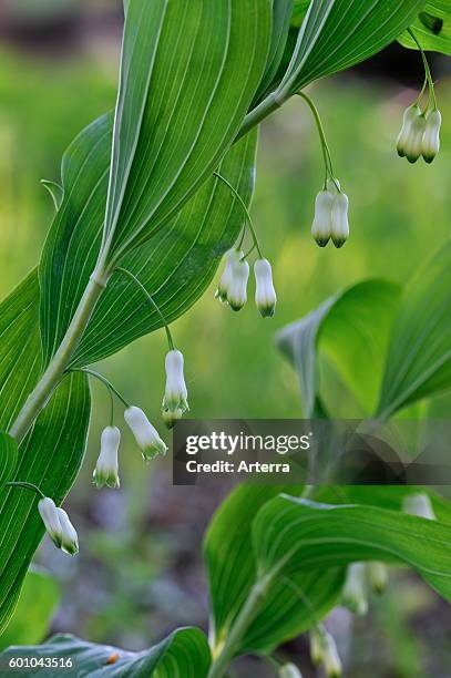 Common Solomon's Seal / David's harp in flower.