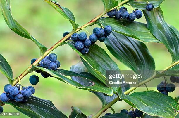 Common Solomon's Seal / David's harp close up of berries.