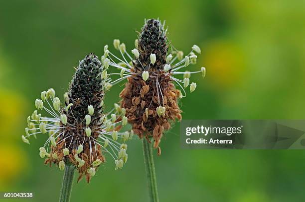 Ribwort plantain / English plantain / narrowleaf plantain in flower.