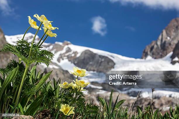 Yellow alpine pasqueflower / alpine anemone in flower in the Alps.