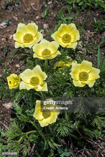 Yellow alpine pasqueflower / alpine anemone in flower in the Alps.