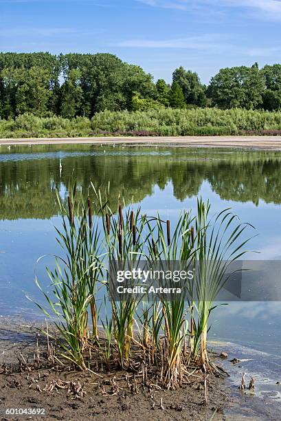 Common bulrush / broadleaf cattail / common cattail in summer along lake.