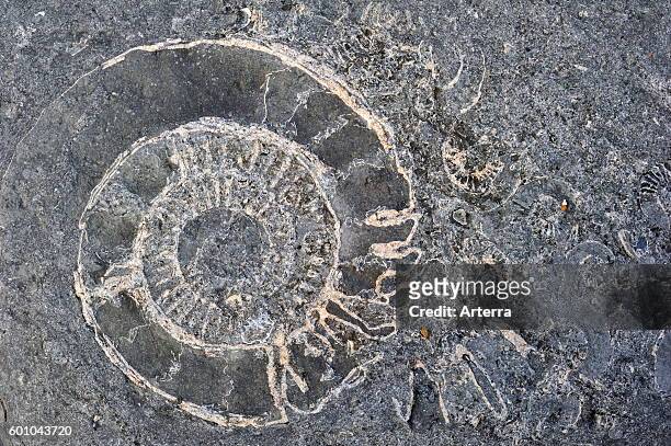 Ammonite fossils embedded in rock on beach at Pinhay Bay near Lyme Regis along the Jurassic Coast, Dorset, southern England, UK.