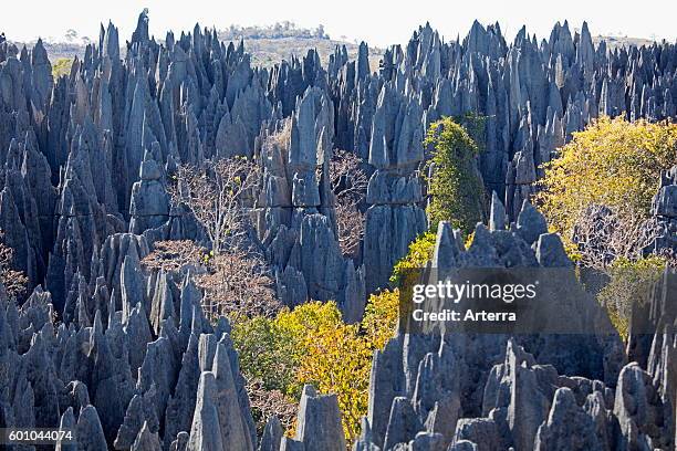 Tsingi 23 Tsingy De Bemaraha Strict Nature Reserve Stock Photos, High-Res ...
