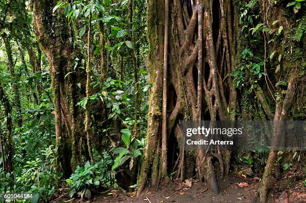 Strangler fig's vines enveloping trunk of host tree, Carara National Park, Costa Rica.