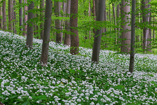 Wood garlic / ramsons / wild garlic flowering in beech forest in spring.