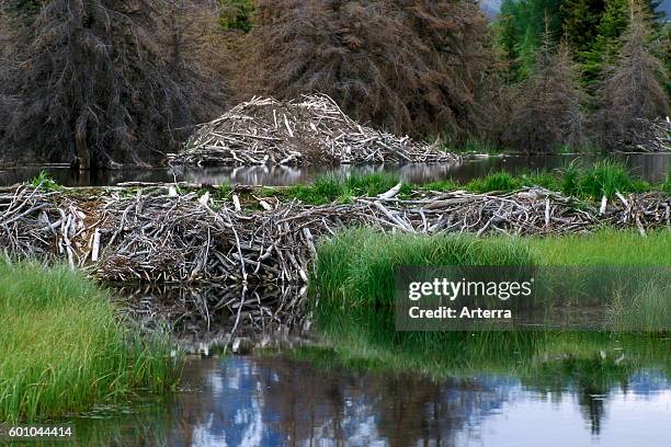 North American beaver beaver dam and lodge.